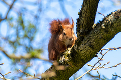 Sciurus vulgaris