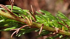 Ursinia punctata