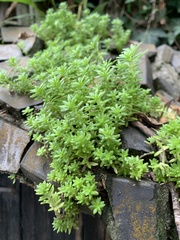 Sedum japonicum