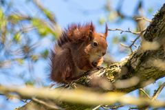 Sciurus vulgaris