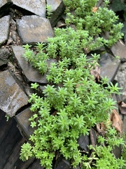 Sedum japonicum