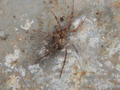 Tegenaria