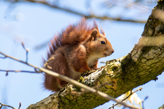 Sciurus vulgaris