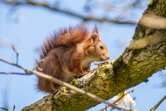 Sciurus vulgaris