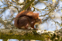 Sciurus vulgaris