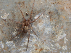 Tegenaria