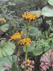 Ligularia dentata
