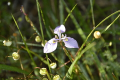 Moraea algoensis
