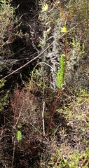 Ursinia punctata