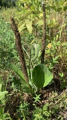 Plantago maxima