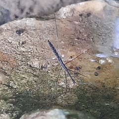 Hydrometra stagnorum