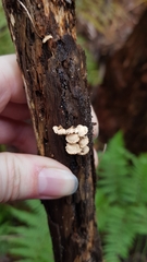 Panellus