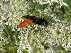 Amblyjoppa fuscipennis