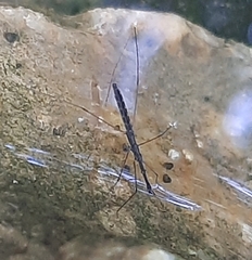 Hydrometra stagnorum