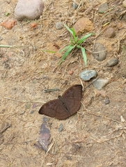 Tanaecia