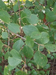 Betula