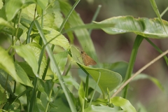 Borbo cinnara
