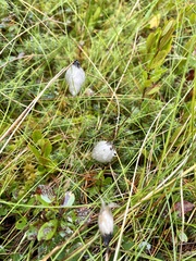 Eriophorum vaginatum