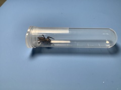 Plexippus paykulli