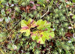 Rubus chamaemorus