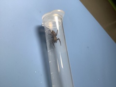 Plexippus paykulli