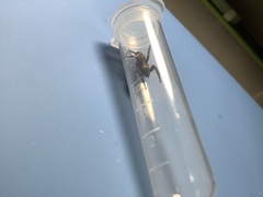 Plexippus paykulli