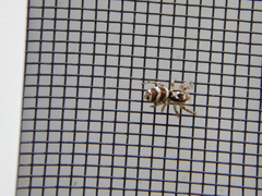Salticus scenicus