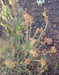 Erica nudiflora