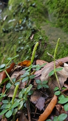 Peperomia tetraphylla