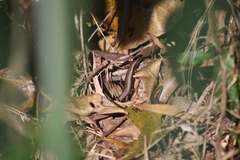 Lampropholis delicata