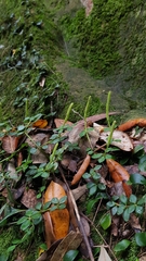 Peperomia tetraphylla