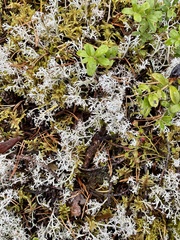 Cladonia arbuscula