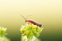 Rhagonycha fulva