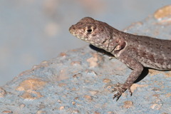 Tropidurus