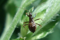 Himacerus apterus