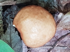 Suillus weaverae