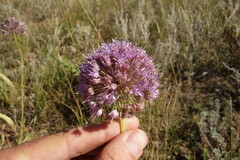 Allium senescens