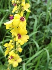 Verbascum chaixii