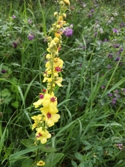 Verbascum chaixii