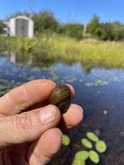 Cipangopaludina chinensis