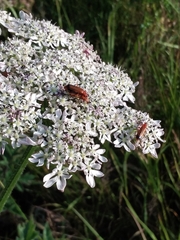Rhagonycha fulva