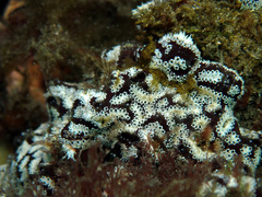 Botrylloides leachii