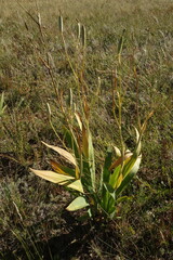Iris dichotoma