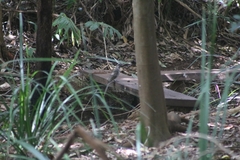 Anthochaera chrysoptera