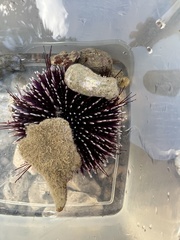 Sphaerechinus granularis