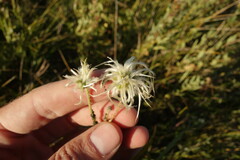 Clematis hexapetala