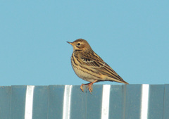 Anthus cervinus