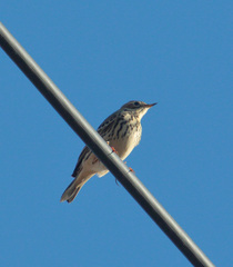 Anthus cervinus