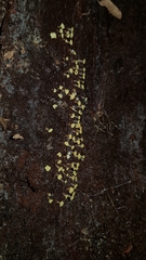 Oligonema verrucosum
