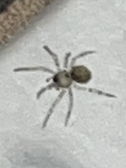 Araneae